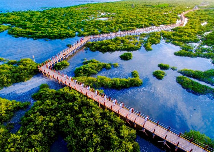 Golden Bay Mangrove Ecological Tourist Area