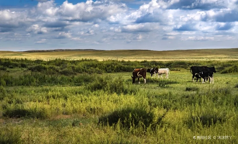 Xilamuren Grassland