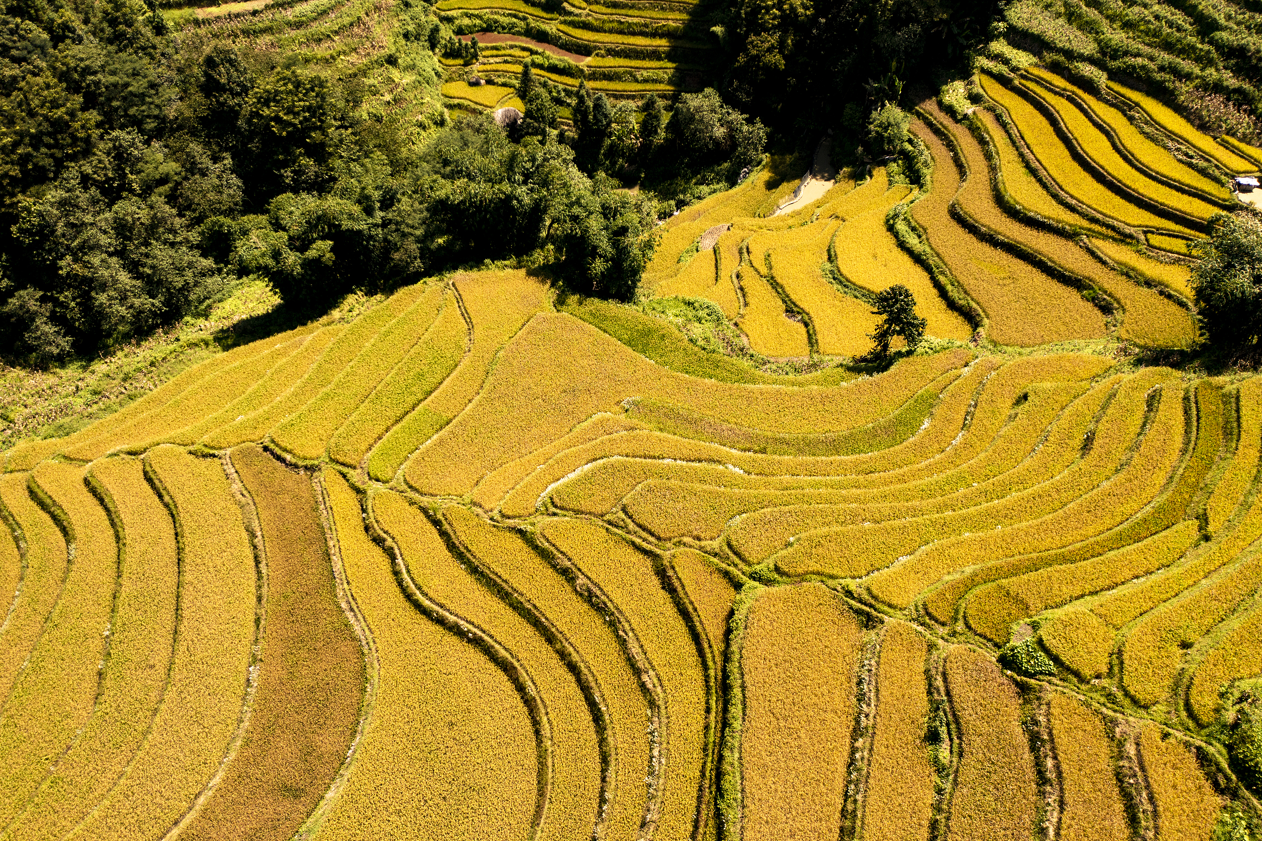 Yuanyang Hani Rice Terraces