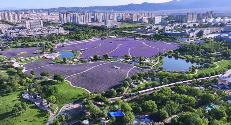 Purple Sea of Flowers