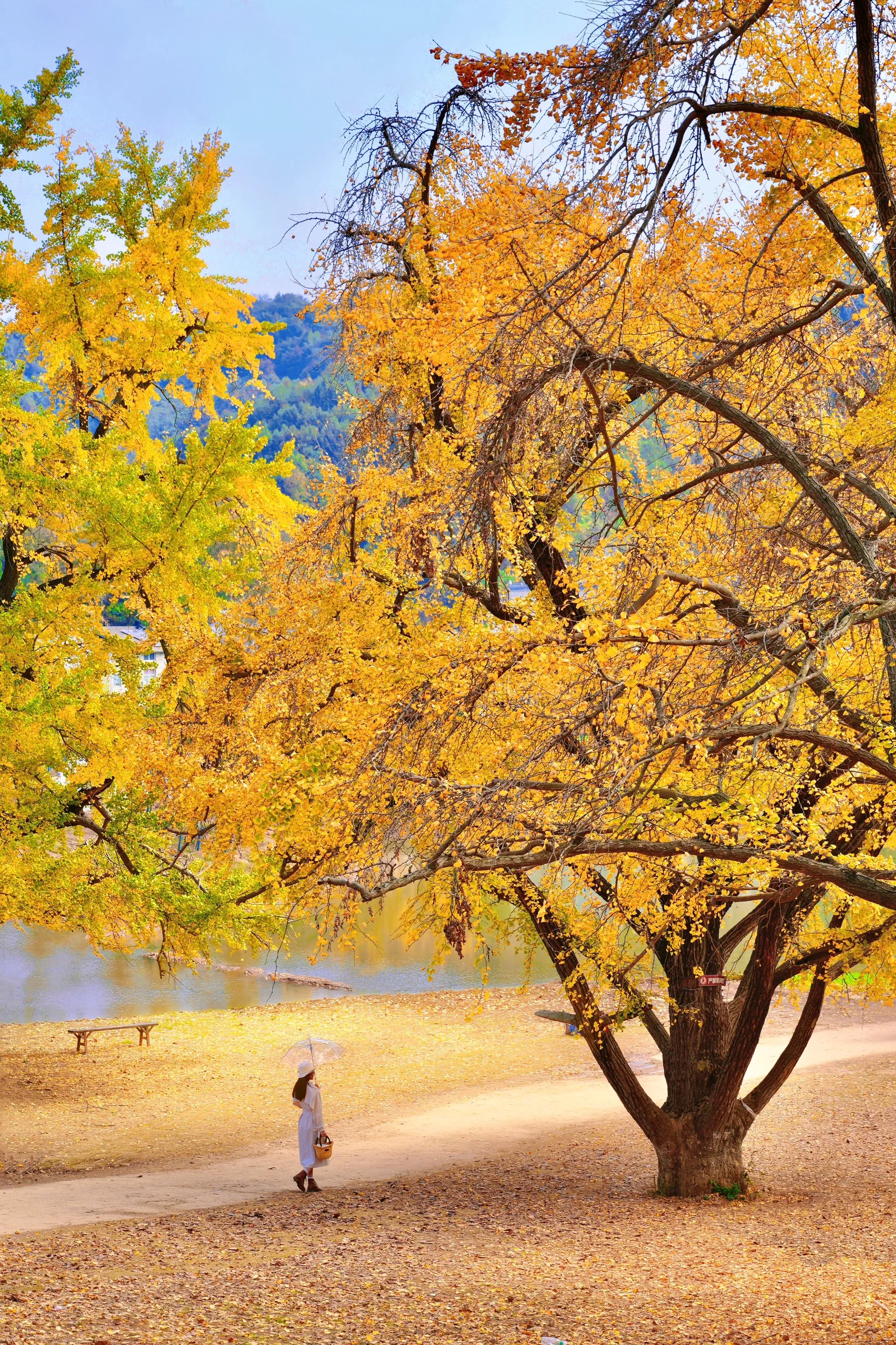 China Suizhou Millennium Ginkgo Valley