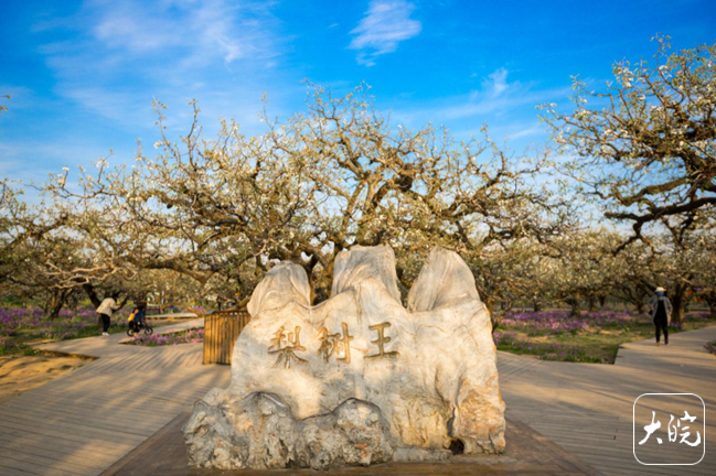 Dangshan Pear Tree King Scenic Area