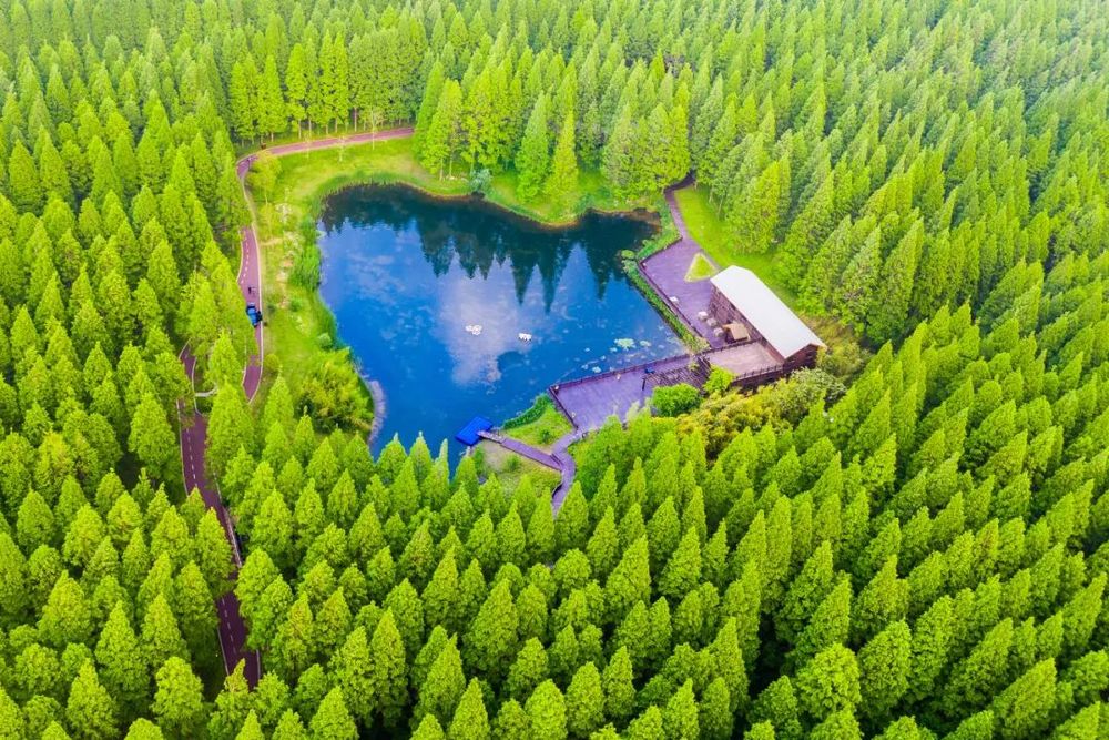 China Milu Park