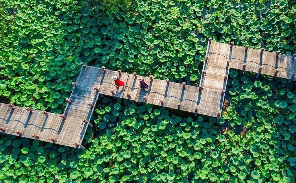 微山湖红荷湿地