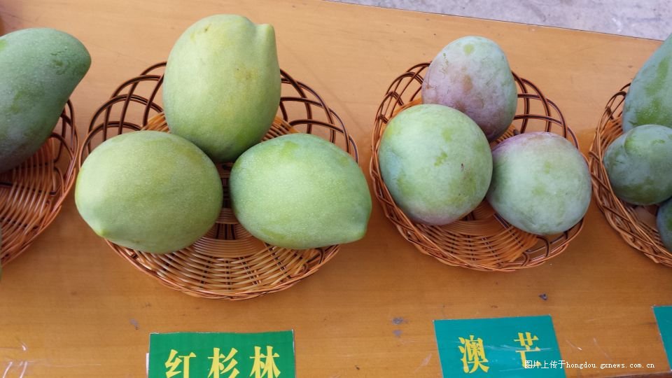 Tianyang Mango