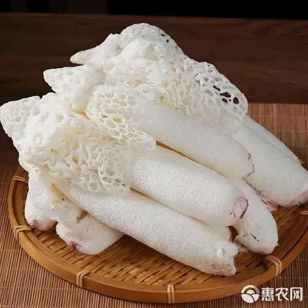 Zhijin Bamboo Fungus