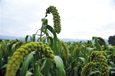 沁县小米