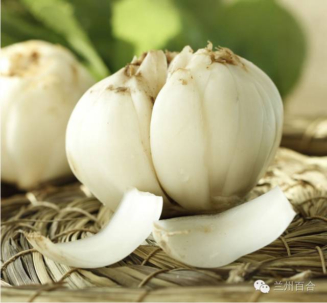 Lanzhou Lily