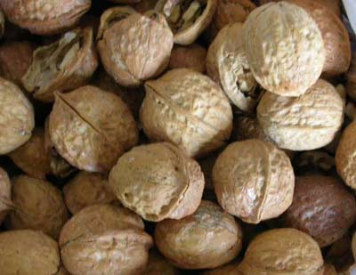 Shangluo Walnut