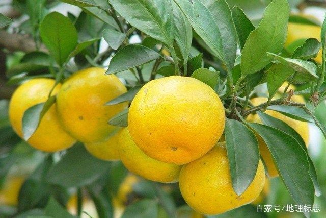 黄岩蜜桔