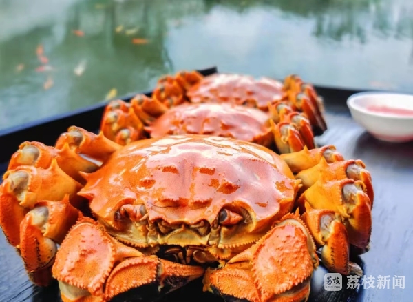 Dazong Lake Hairy Crab