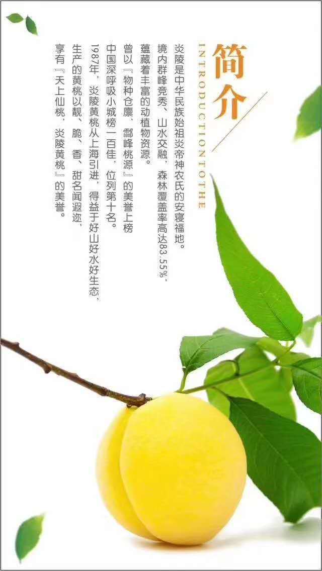 炎陵黄桃