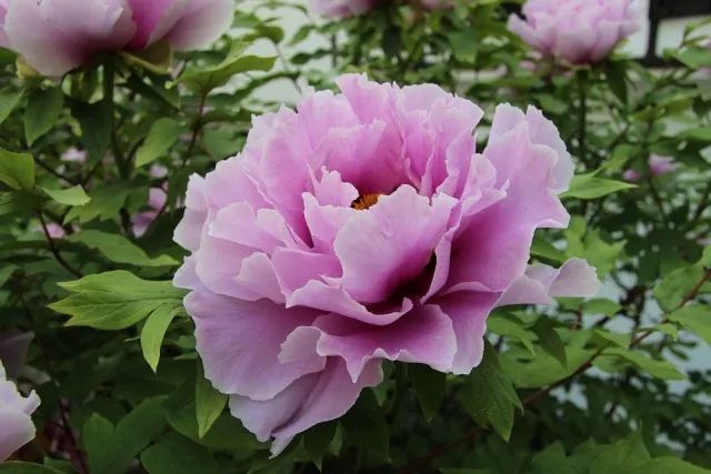 Luoyang Peony Festival